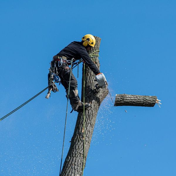 Tree Removal in Warner Robins, GA 4.jpg