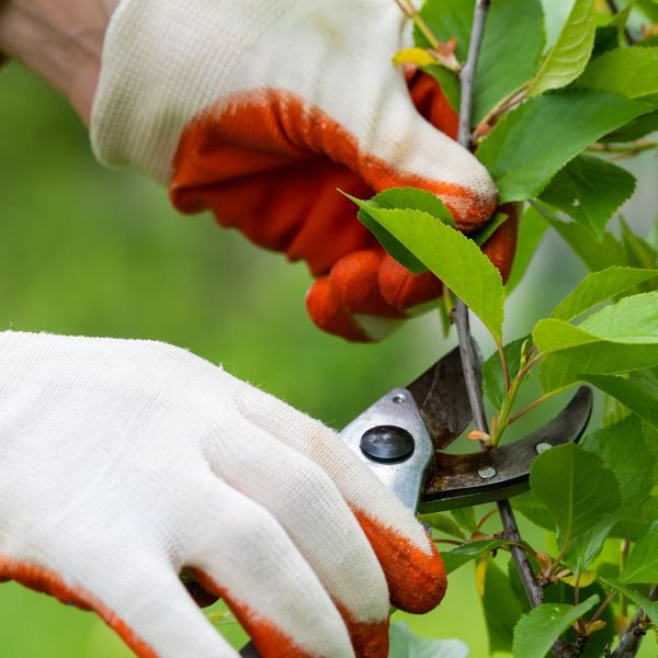 A person trimming a tree Tree Removal in Byron, GA 2.jpg