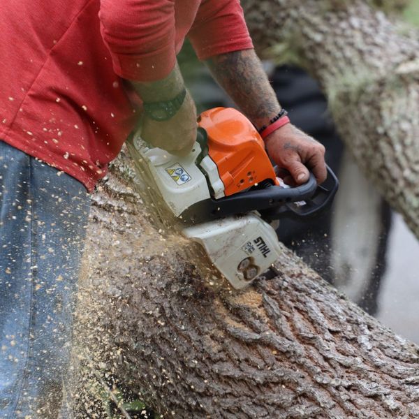 Tree Removal in Gray, GA 3.jpg