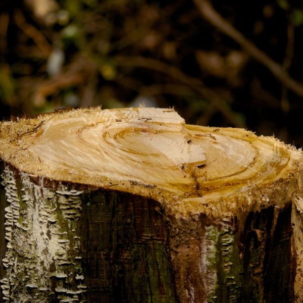 Tree Removal in Warner Robins, GA 3.jpg