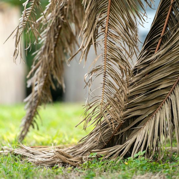 A dead palm tree Tree Removal in Byron, GA 1.jpg