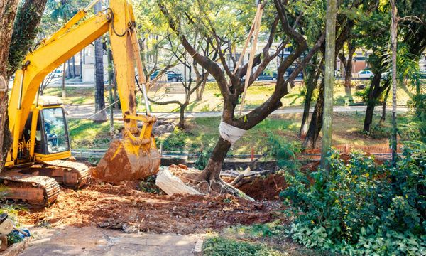 process of removing a tree