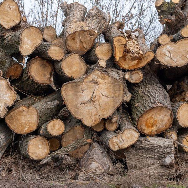 Tree Removal in Warner Robins, GA 1.jpg