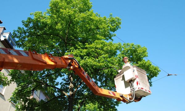 man in cherry picker trimming a tree