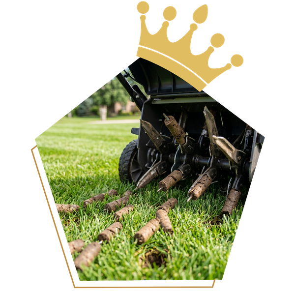 Lawn plugs from an aeration machine