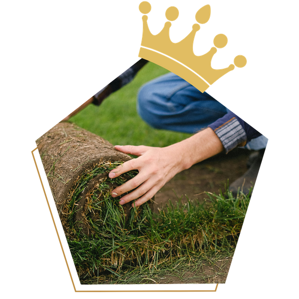 Rolling a strip of sod