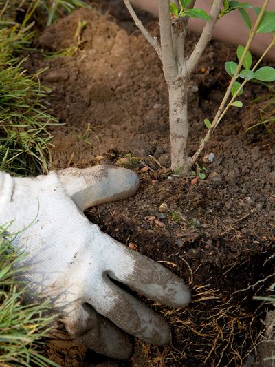 tree planting.jpg