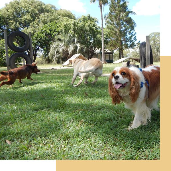 dogs at dog park