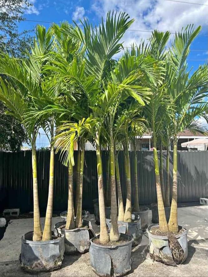 PHOTO-2024-03-25-17-59-11 3.jpeg