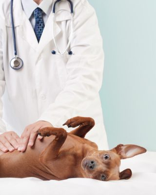 image of a puppy and a vet
