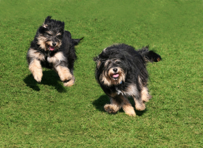 image of two dogs