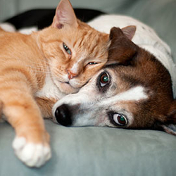 Image of a dog and cat snuggling