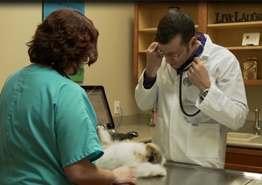 Image of a pet examination