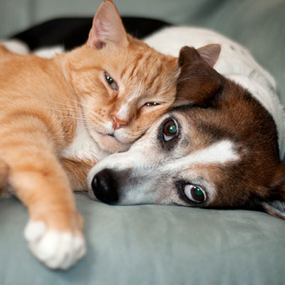 image of a dog and a cat