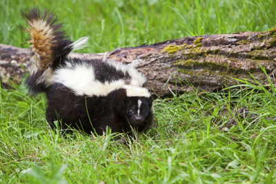 image of a skunk
