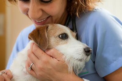 image of a vet and a puppy