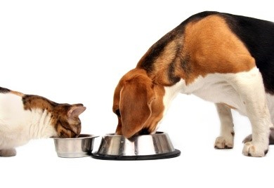 image of a dog and a cat