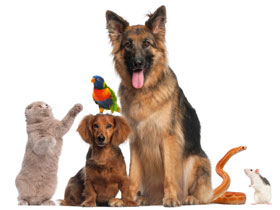 image of various pets