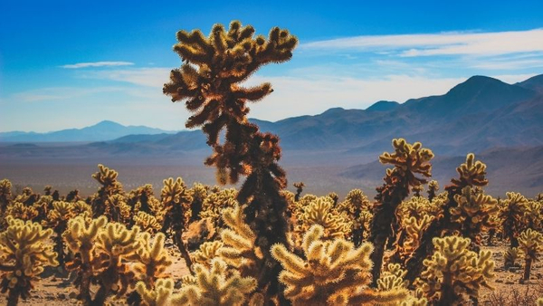 Joshua Tree national park at Riverside County
