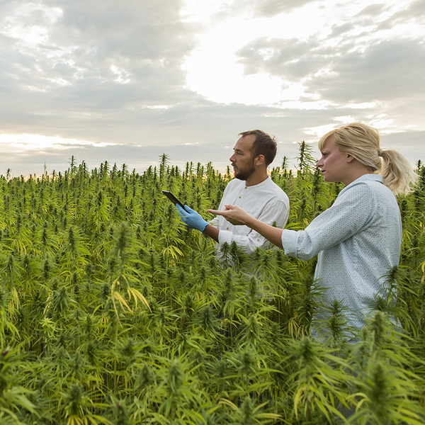 workers standing in a hemp field