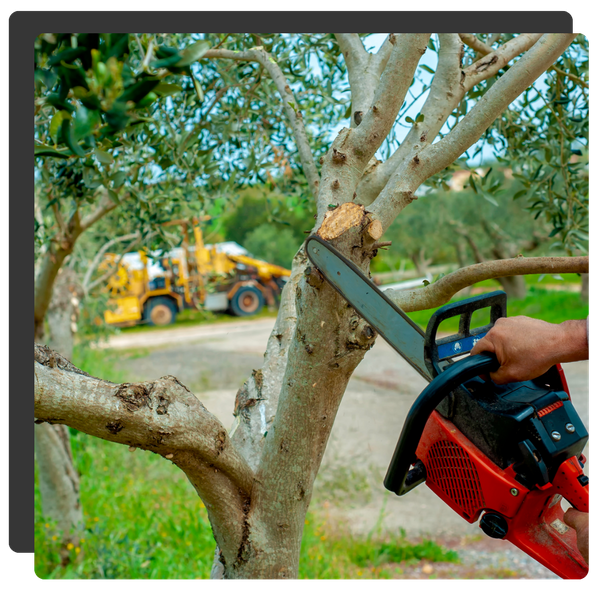 chainsaw cutting tree branches