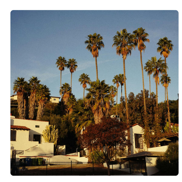 Houses and palm trees