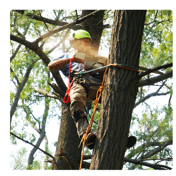 man cutting tree with chainsaw man cutting tree with chainsaw