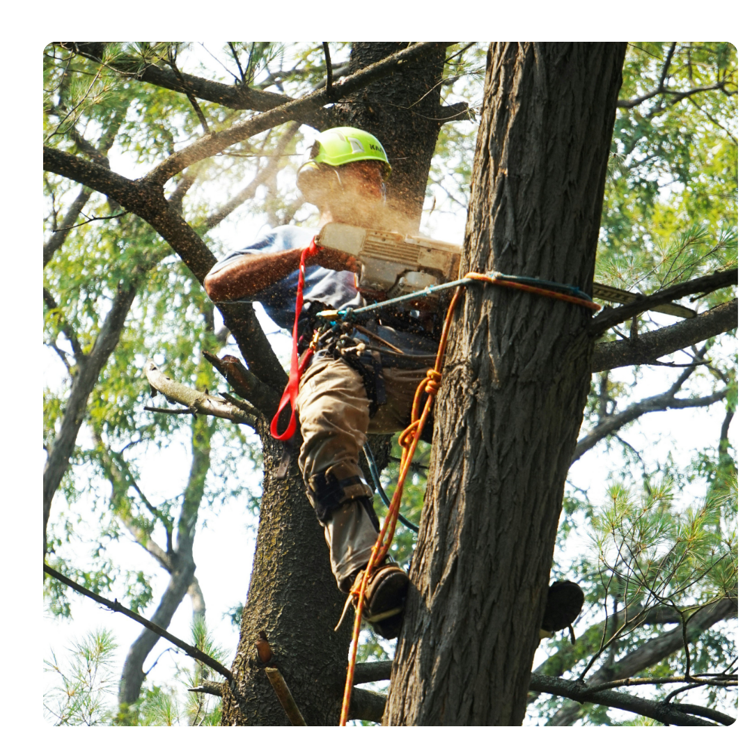 man cutting tree with chainsaw