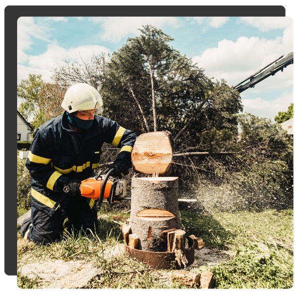 man cutting down a tree at its base