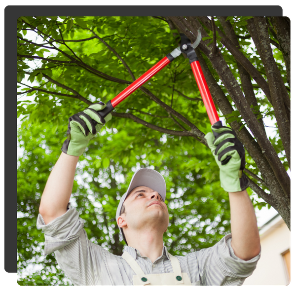 man trimming a tree
