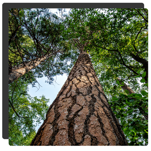 upward view of a tree trunk