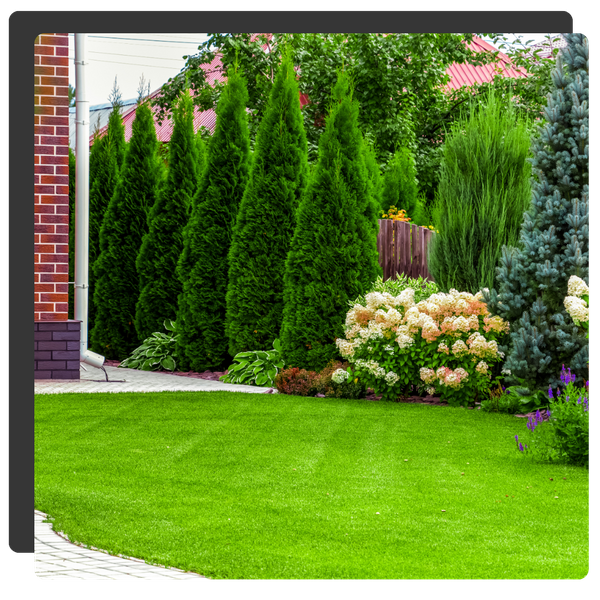 line of trees on property