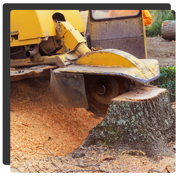 machine grinding a tree stump