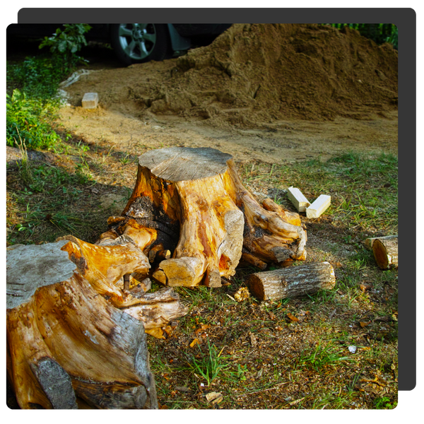 tree stumps