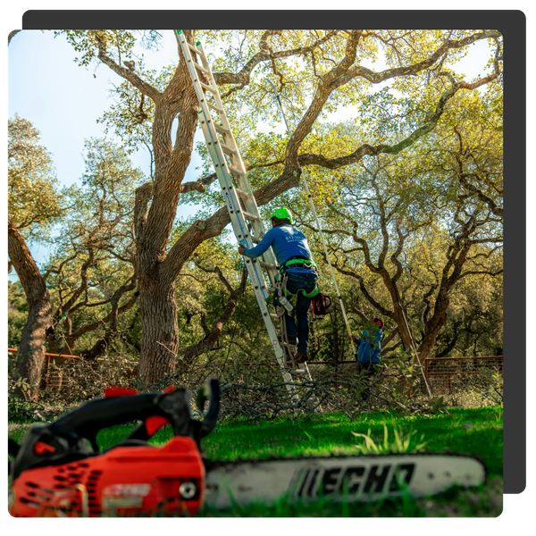 Man climbing a latter to a tree