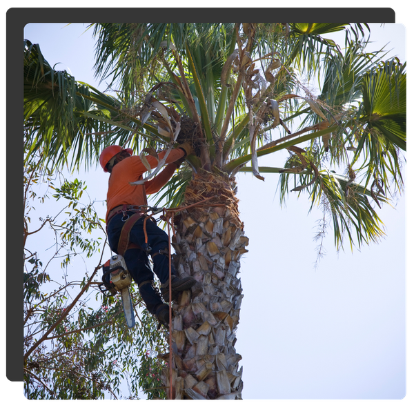 Man cutting branches from a palm tree