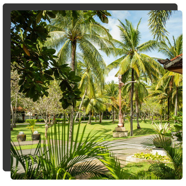 palm trees on property