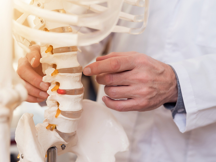 Doctor pointing to a vertebrae in a skeletal model. 