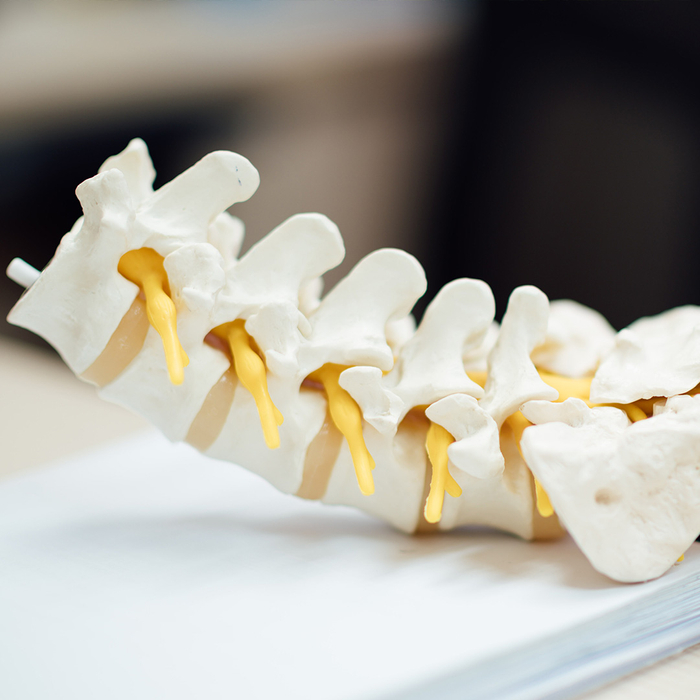 Realistic model of a spine
