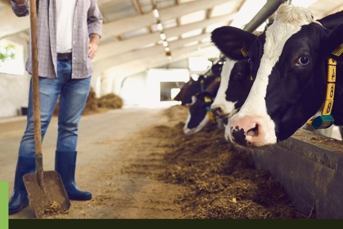 farmer looking over her cattle