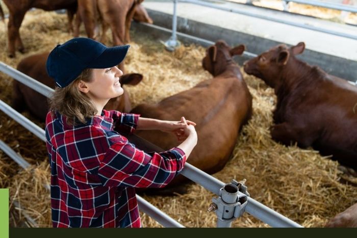 farmer looking over her cattle