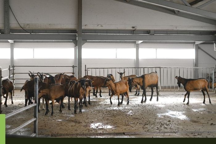 goats in a barn