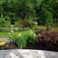 a garden bed of irises