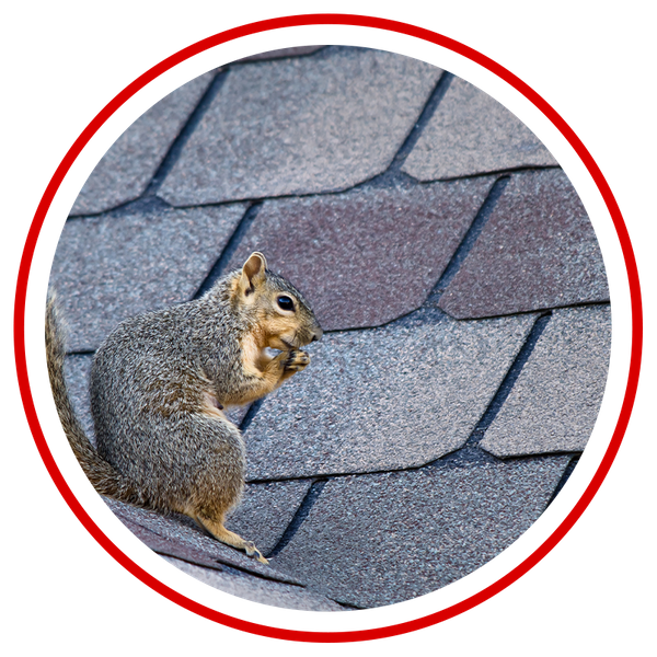 Image of a squirrel on a roof.