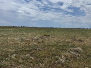Foss 14.jpg