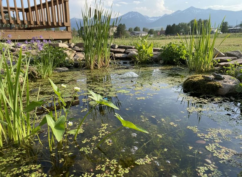 Garden Pond with Damselfly and Mountain View