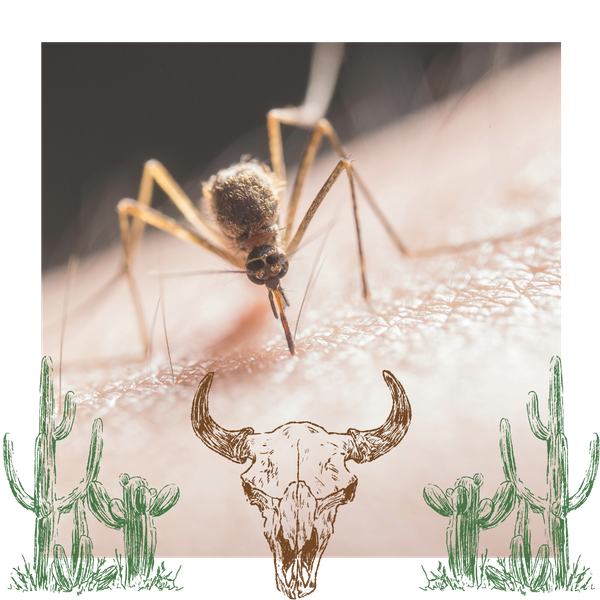 Close up of a mosquito on skin