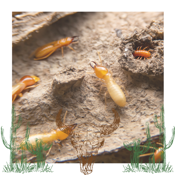 Termite infestation