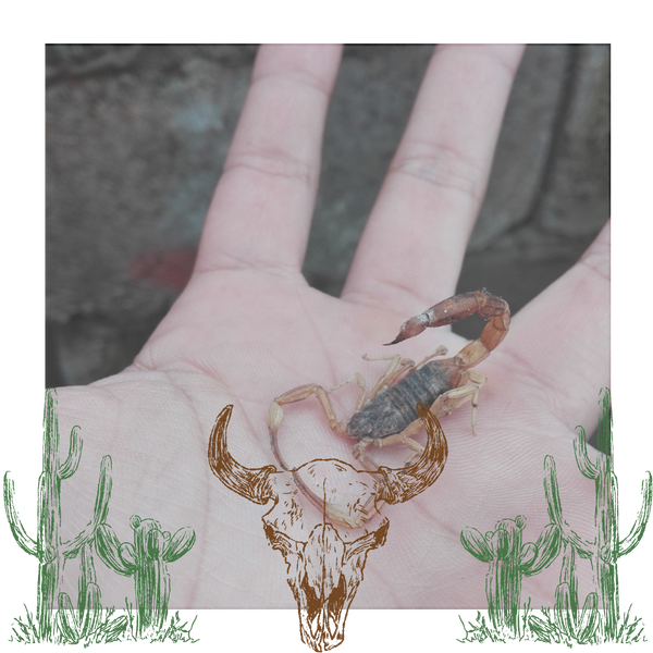 Scorpion on hand Scorpion on hand