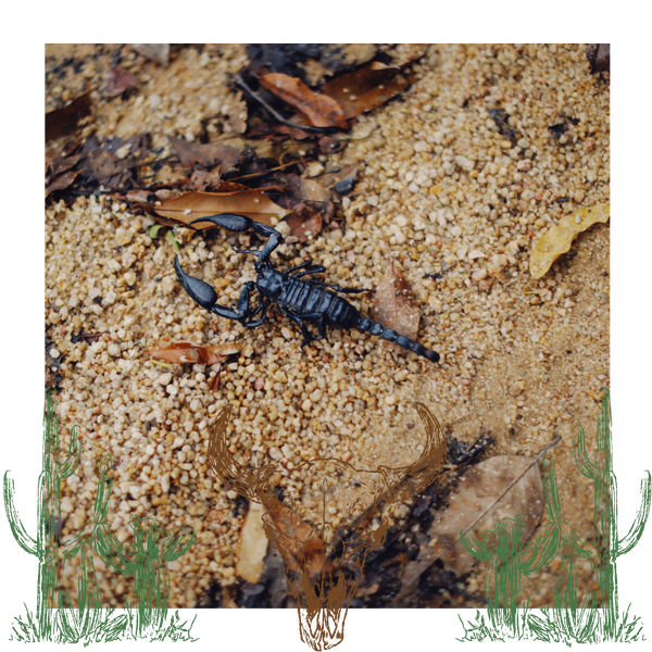 scorpion outside scorpion outside